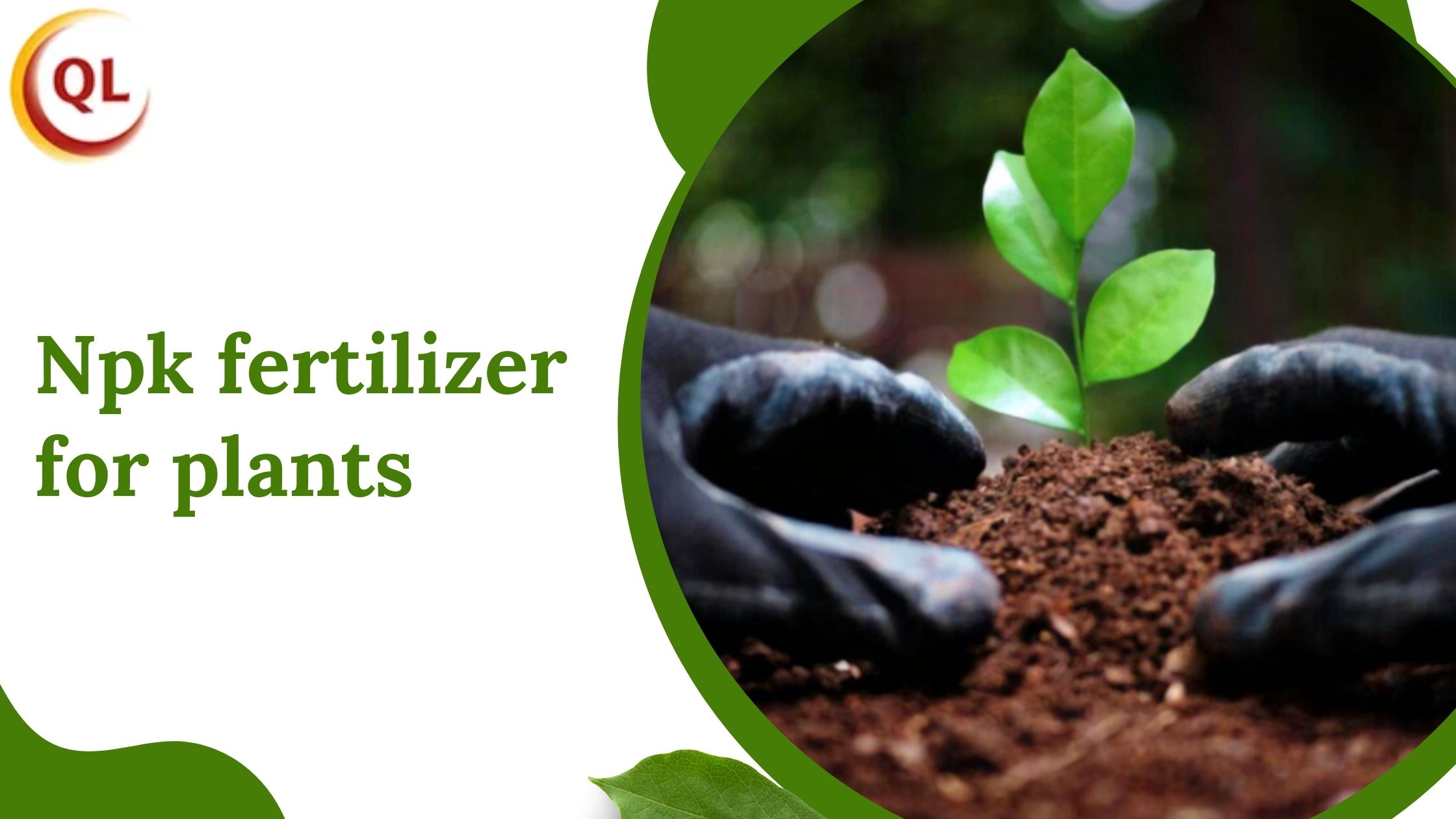 How NPK Fertilizer for Plants Improves Flowering and Fruiting